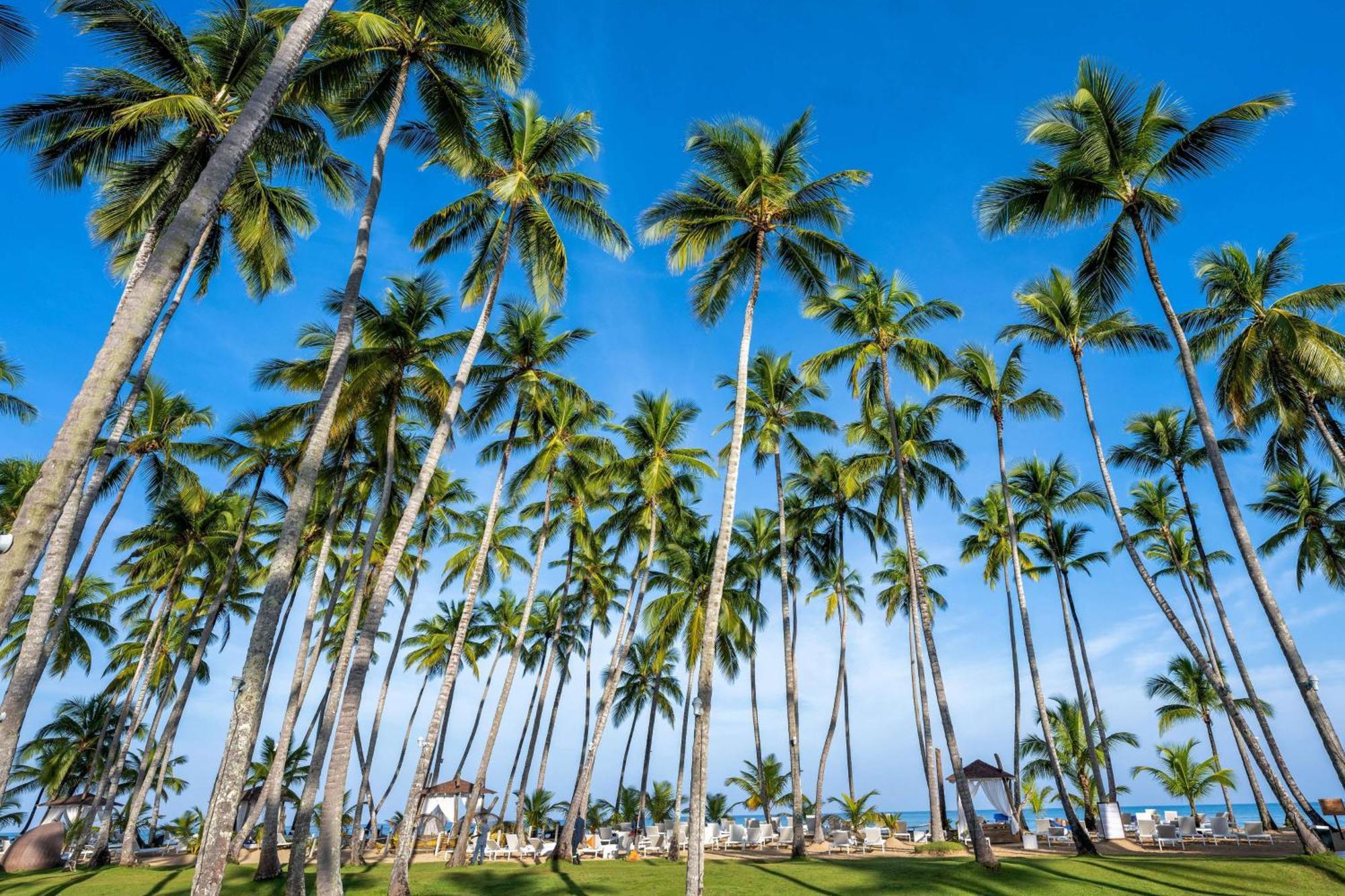 Viva V Samana By Wyndham, A Trademark Adults All Inclusive Las Terrenas Exterior foto Palm trees in Punta Cana