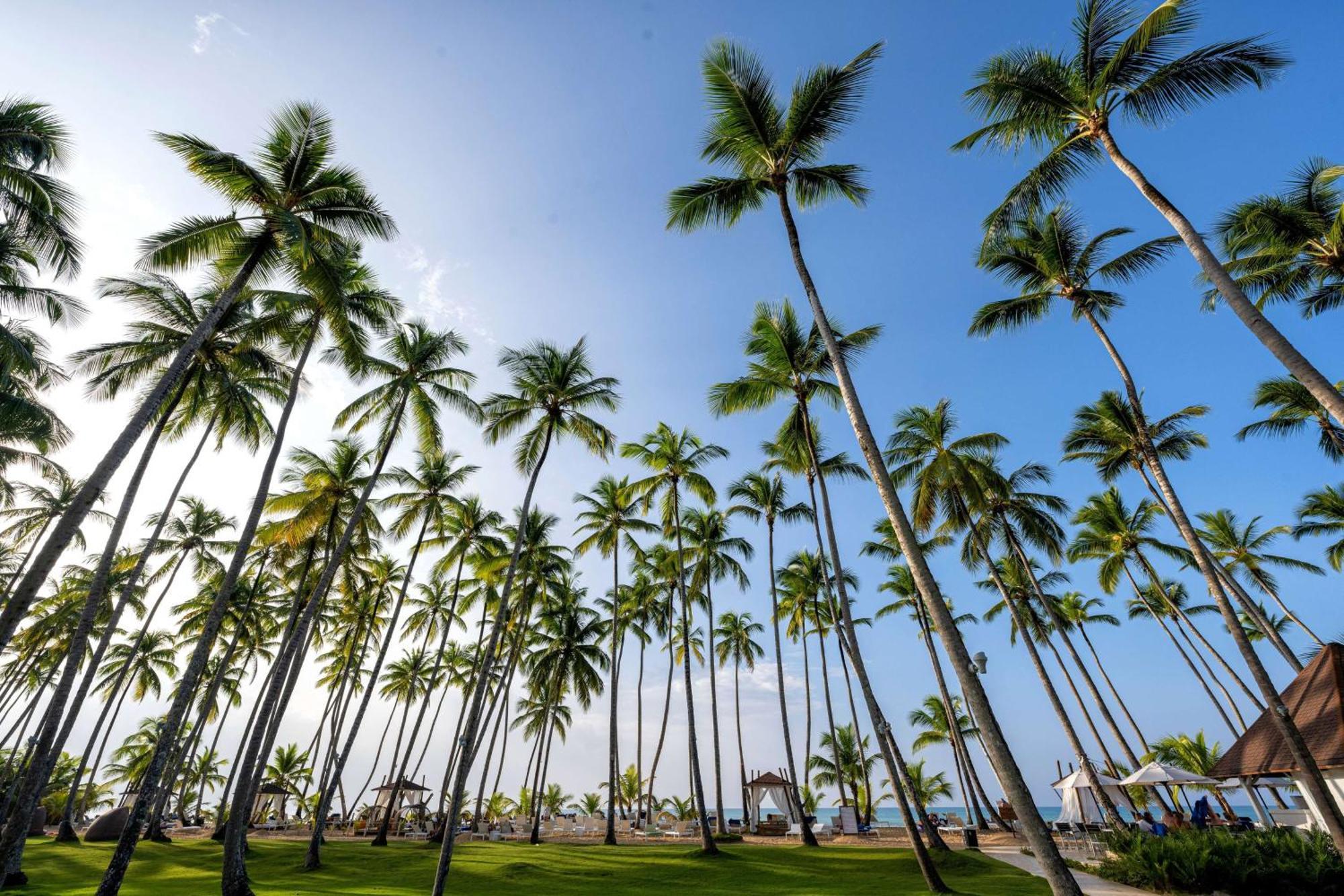 Viva V Samana By Wyndham, A Trademark Adults All Inclusive Las Terrenas Exterior foto Palm trees in Punta Cana
